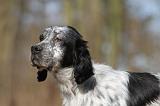 SETTER ANGLAIS 020